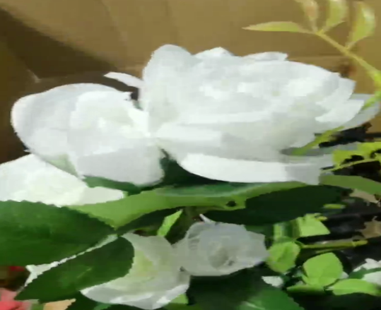 Solar Seven Head White Rose (Random Colors)