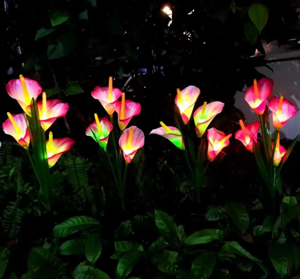 Solar powered four headed calla lily (Random Colors)